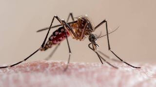 Cómo reconocer al mosquito que transmite el dengue
