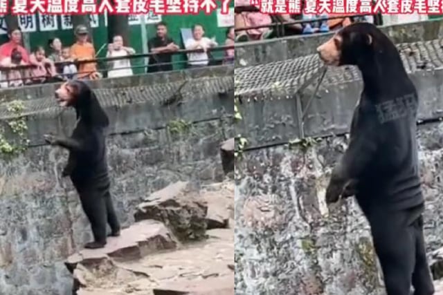 Zoológico chino responde polémica: aseguran que sus osos son reales tras video viral