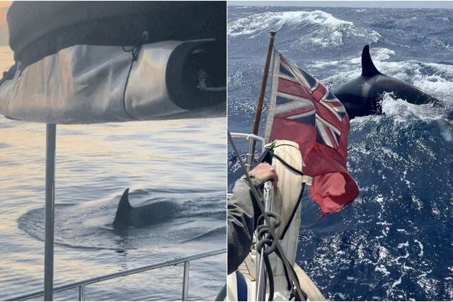 Terror en el mar por orca Gladis: le está enseñando a otras ballenas a hundir barcos