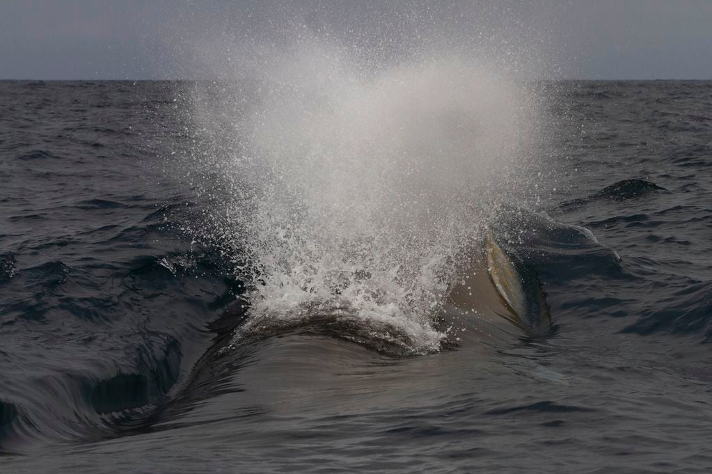 La respiración de la ballena fin. FOTO: Carlos Olavarría