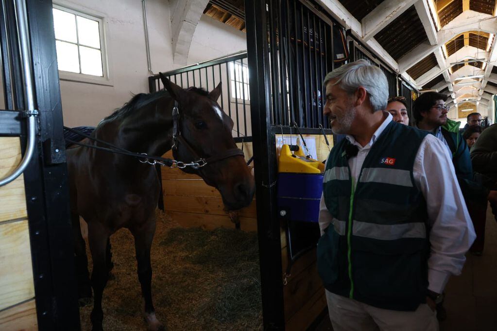 Santiago 2023: SAG fiscalizó llegada de caballos para competencias ecuestres