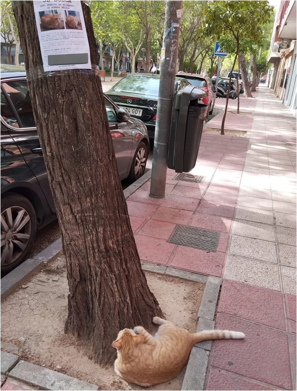 Se sentó a esperar a que lo rescataran: la tierna historia de gatito perdido que se “reconoció” en el cartel de un árbol