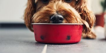 perro bowl plato comida sucio biofilm