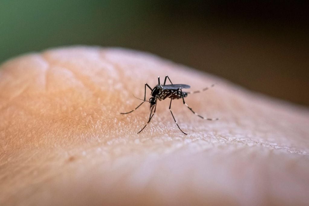 5 motivos de por qué los mosquitos pican sin gran disimulo a algunas personas más que a otras.