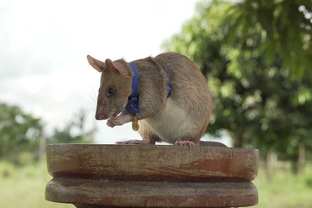 Magawa, a mine-sniffing rat, is pictured in Siem Reap, Cambodia, in this undated handout picture provided to Reuters on September 25, 2020. PDSA UK/Handout via REUTERS    ATTENTION EDITORS -  THIS IMAGE HAS BEEN SUPPLIED BY A THIRD PARTY. NO RESALES. NO ARCHIVES. MANDATORY CREDIT.