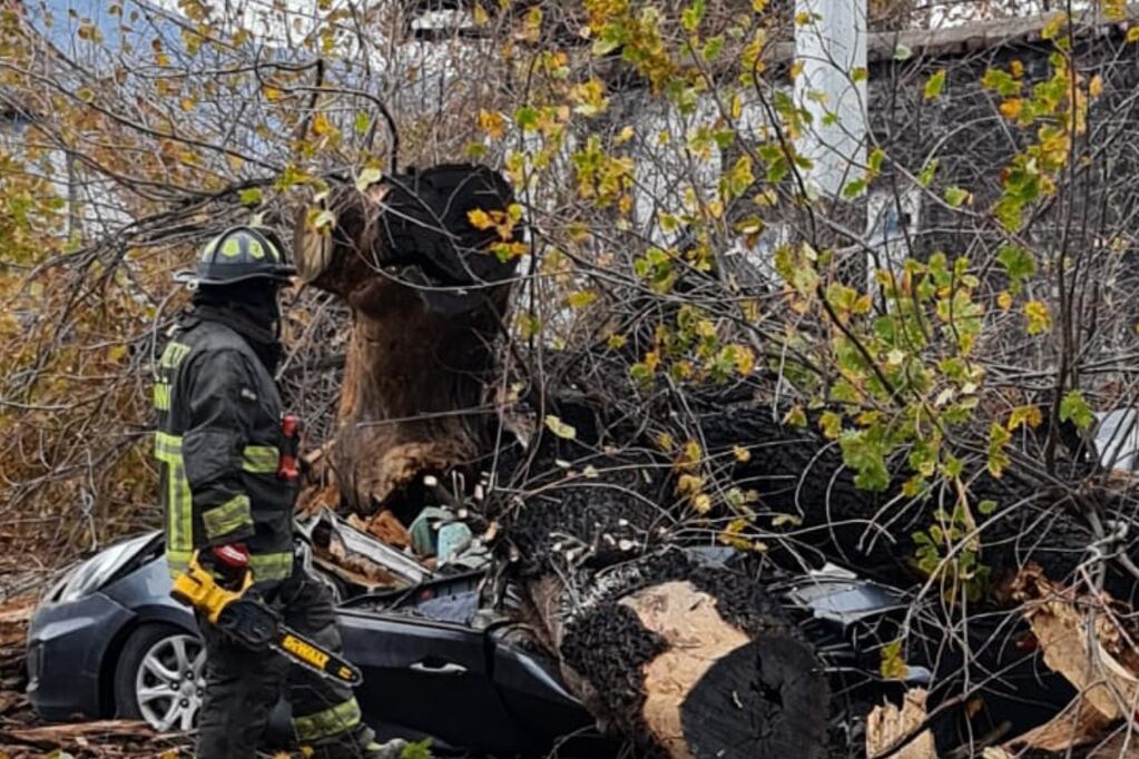 Dos personas mueren por caída de árboles en Peñalolén y Concepción