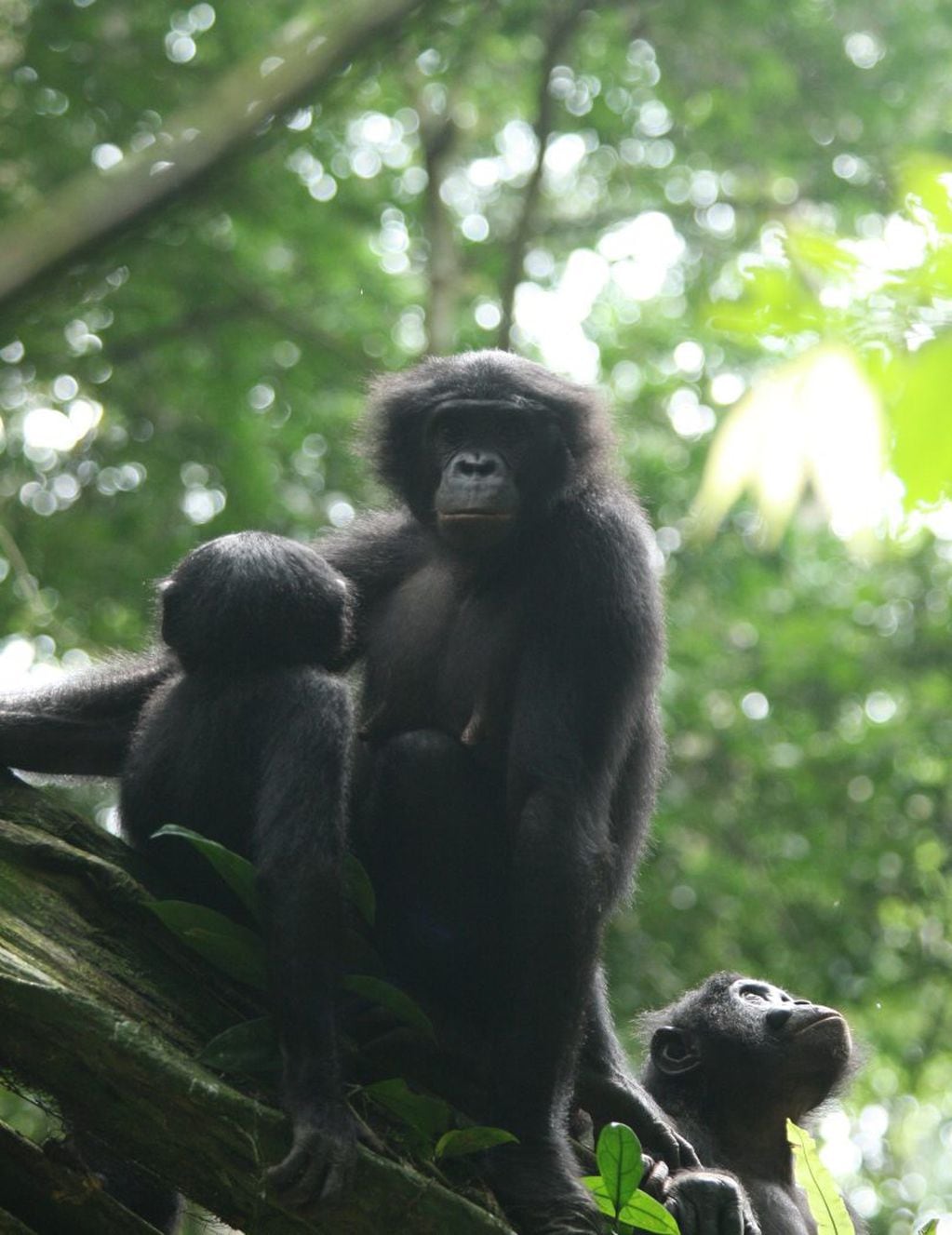 Hembra de bonobo mira a la cámara. FOTO: Isabel Behncke.