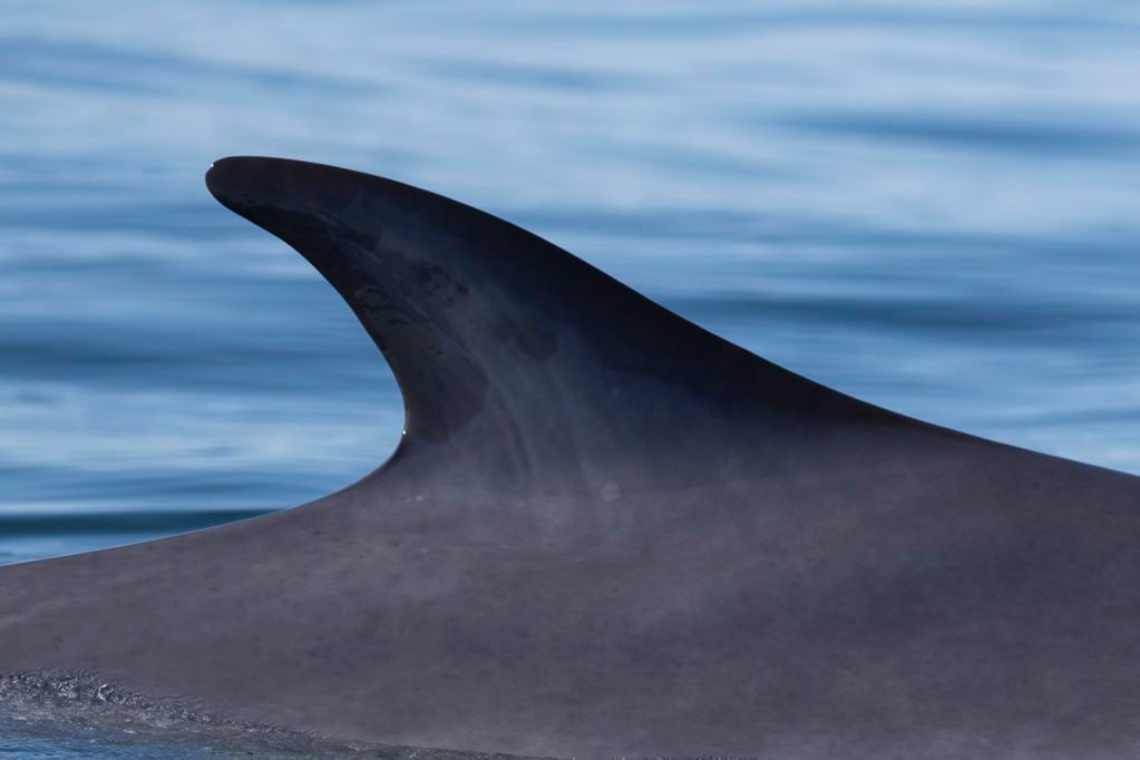 Aleta dorsal de una ballena fin. FOTO: Carlos Olavarría