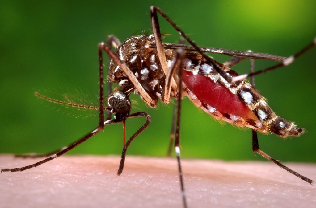 ¿Cuáles son los síntomas del Dengue y cómo prevenirlo? Reuters.