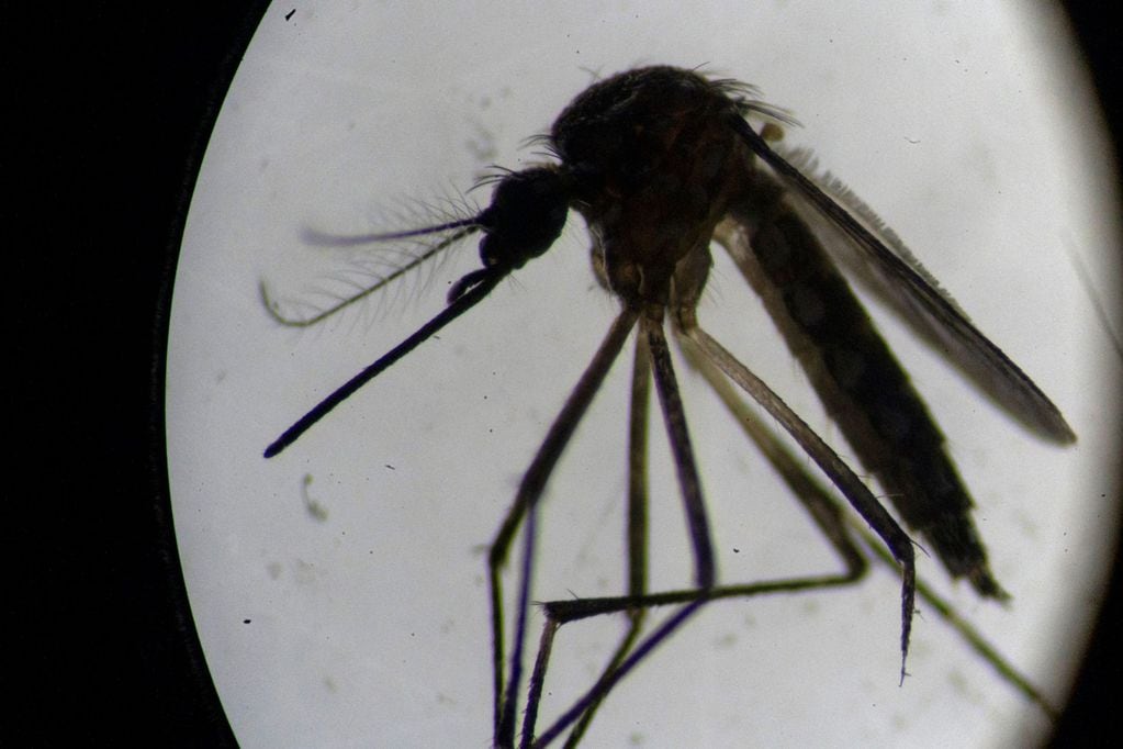 ¡Qué significa que estemos bajo una alerta sanitaria preventiva por el mosquito del dengue!