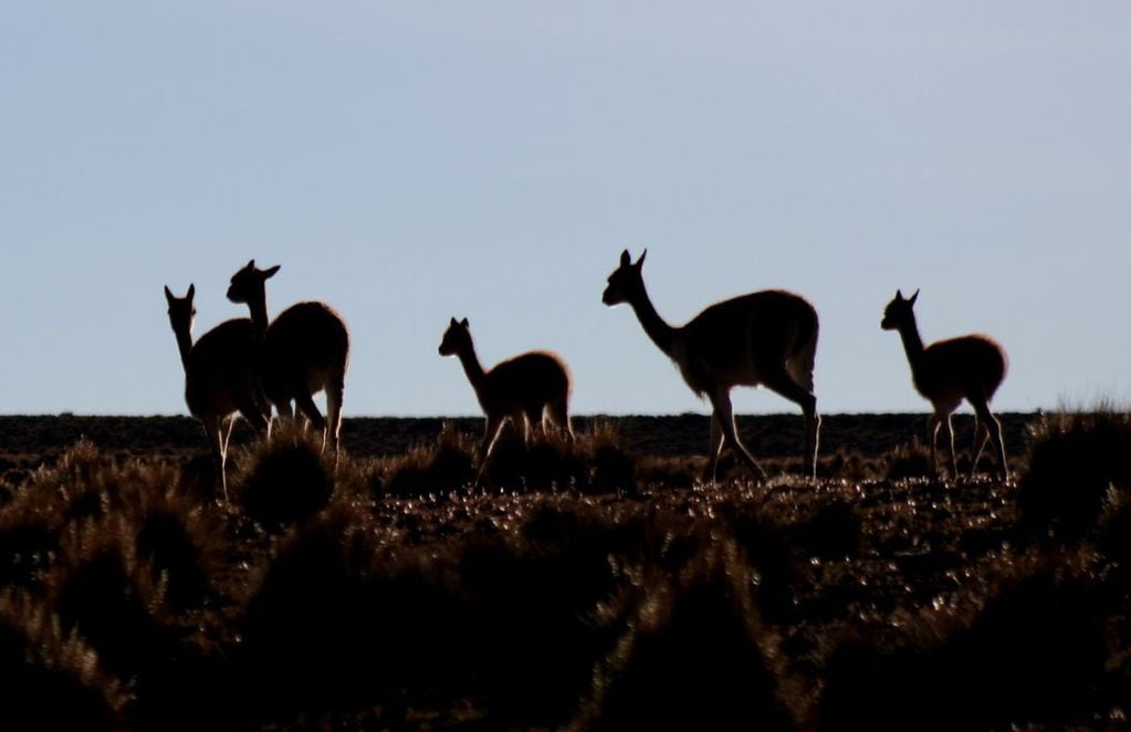 La siluetas de las vicuñas en el altiplano. FOTO: Benito González