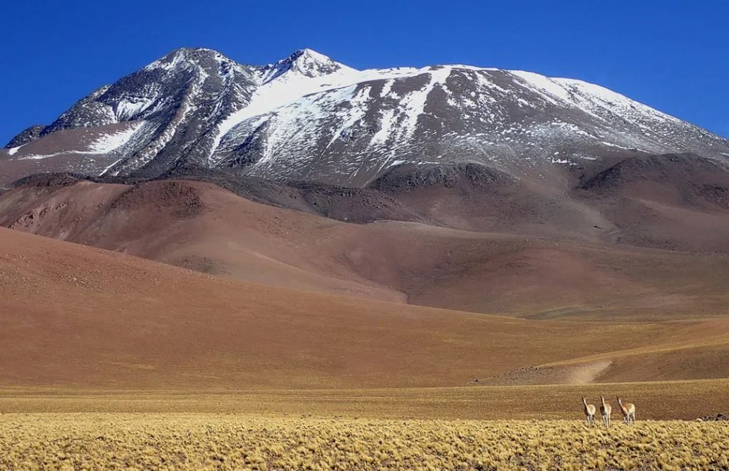 Vicuñas en medio del altiplano dura la expedición. FOTO: Marcial Quiroga