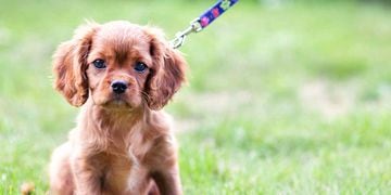 perro cachorro paseo vacunación cuarentena