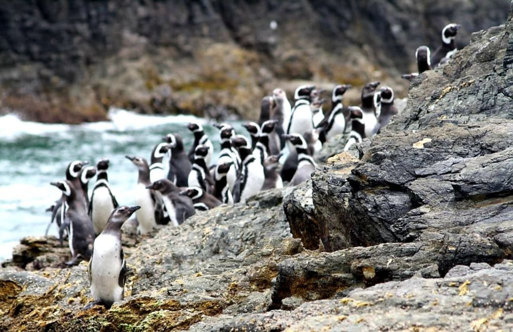 Colonia de pingüinos de Humboldt y Magallanes. FOTO: Carlos Oyarzún