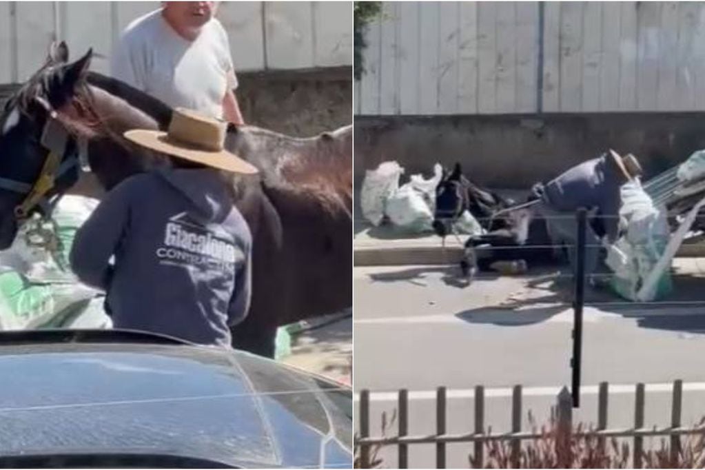 Repudiable maltrato a caballo que colapsó en plena calle en Villa Alemana