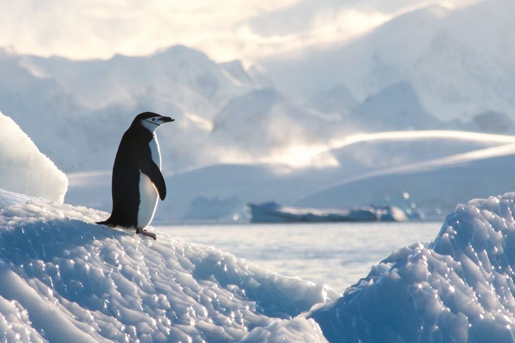 Pingüino en la Antártica.