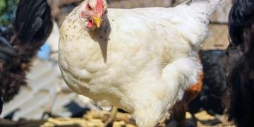 Preocupación por los casos de gripe aviar