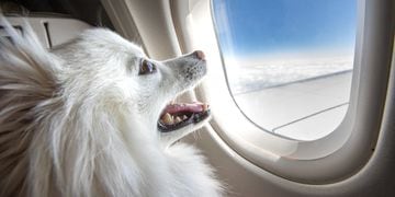 Perro en avión