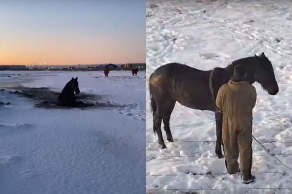Rescatan a caballo que quedó atrapado en una laguna congelada.