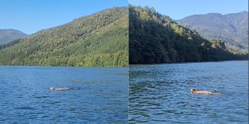 Impresionante video de un puma nadando en rio del sur de Chile
