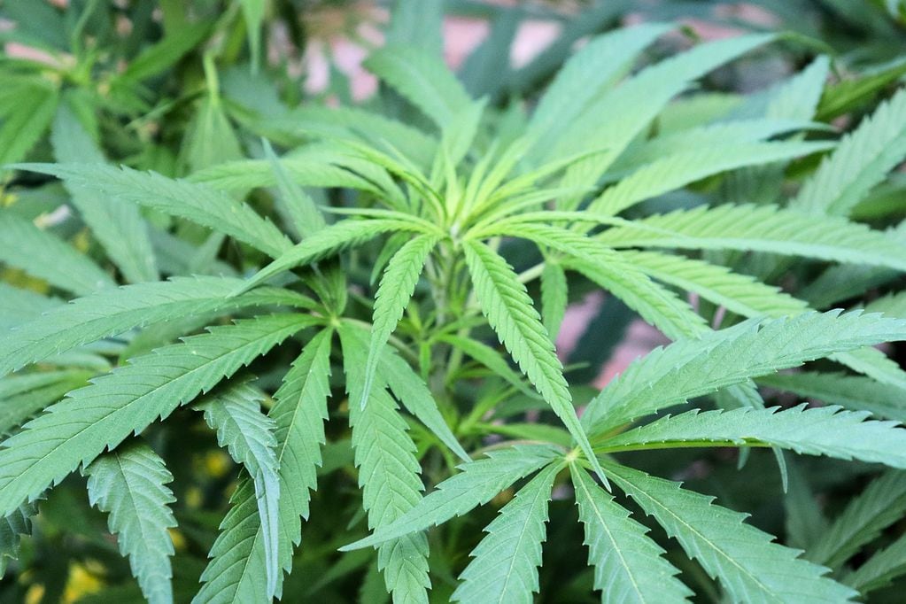 La alcaldesa tenía más de 70 kilos de cannabis en su casa.