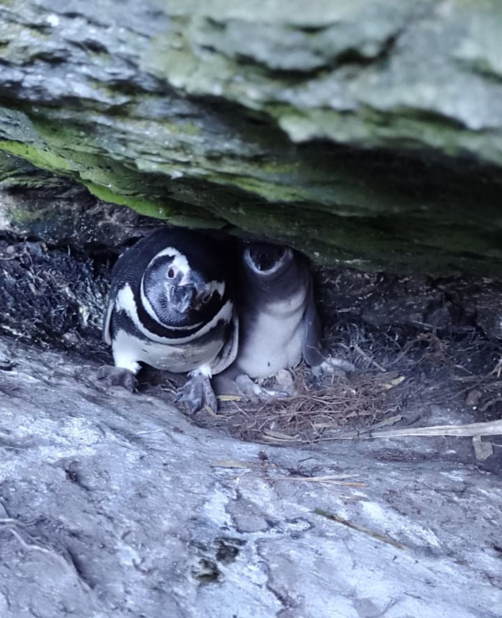 Pingüinos en su refugio. FOTO: Carlos Oyarzún