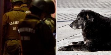 Carabinero mató a un perro de un disparo en San Pedro de la Paz