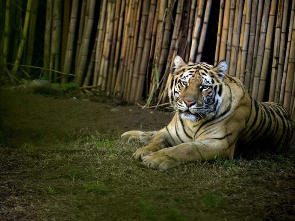 Tigre, Buin Zoo