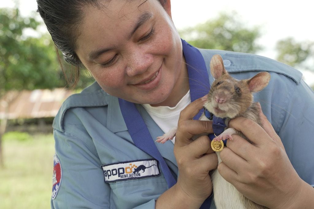 Magawa, a mine-sniffing rat, is pictured in Siem Reap, Cambodia, in this undated handout picture provided to Reuters on September 25, 2020. PDSA UK/Handout via REUTERS    ATTENTION EDITORS -  THIS IMAGE HAS BEEN SUPPLIED BY A THIRD PARTY. NO RESALES. NO ARCHIVES. MANDATORY CREDIT.