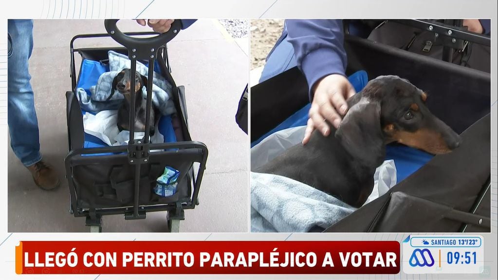 La historia del perrito parapléjico que acompañó a su dueña a votar en Providencia