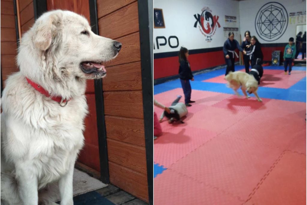 La curiosa aventura de un perrito chilote: escapó de su hogar, peleó con otros canes y terminó en clases de karate. Foto: Redes sociales.