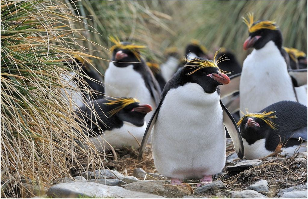 Pingüino macaroni entre los pastizales. FOTO: Oceanwide Expeditions