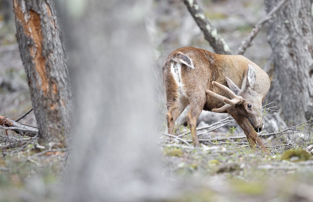 Huemul tuerce su cuello en el bosque. FOTO: Francisco Espíldora