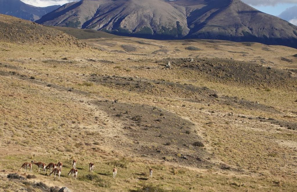 Abajo a la izquierda, guanacos pastan durante las primeras horas en la mañana en Torres del Paine. FOTO: Guido Macari.