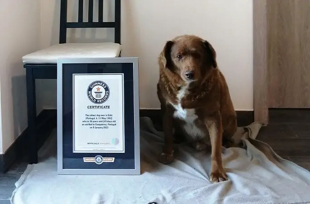 El perro Bobi murió a los 31 años (Foto: Guinness World Records)