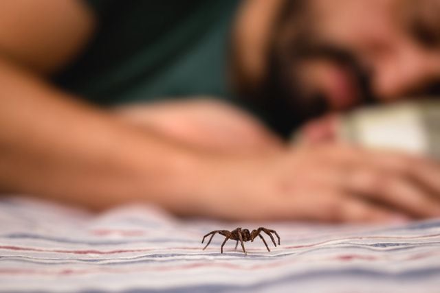 Miedo a las arañas