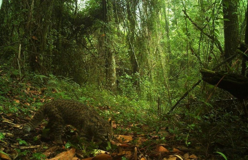 Güiña en bosque sureño. FOTO: Nicolás Gálvez