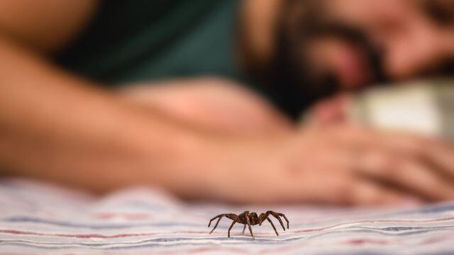 Miedo a las arañas