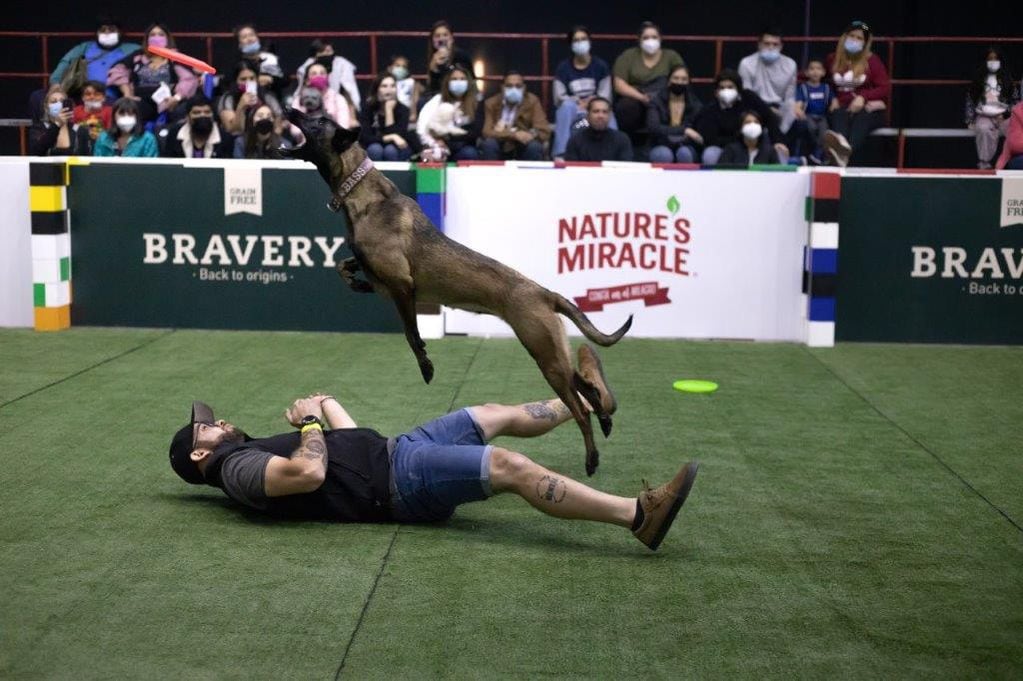Expo Mascotas & Animales 2023: volverán las exhibiciones y competencias de Agility canino.
