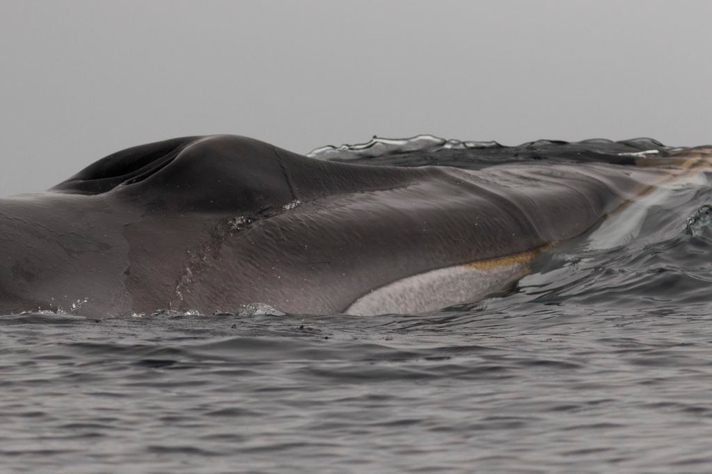 Primer plano de una ballena asomada en la superficie. FOTO: Carlos Olavarría