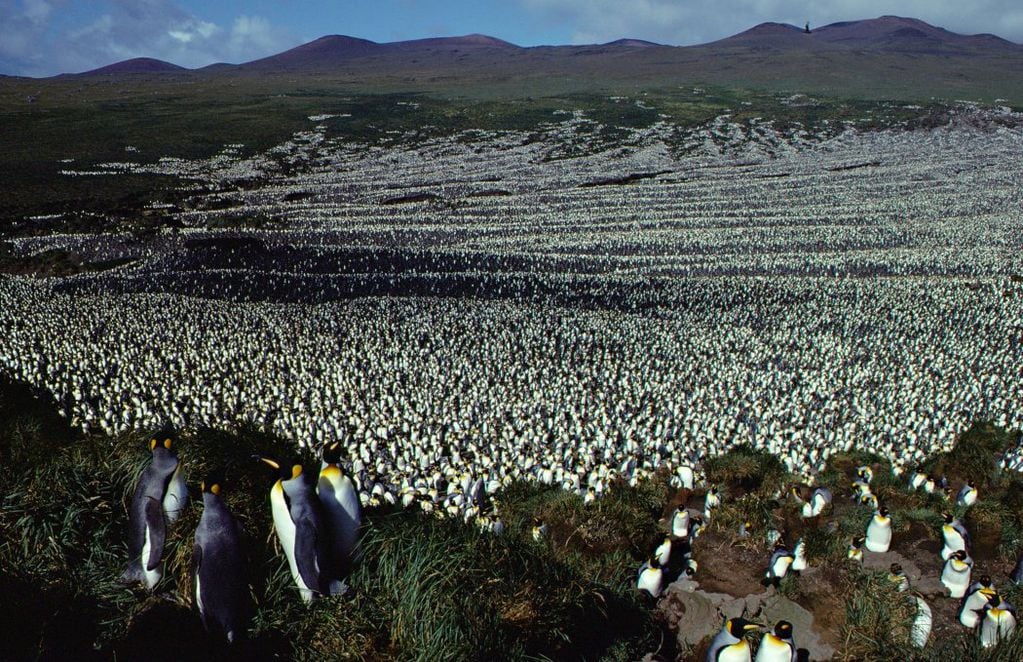 La mayor colonia del mundo de pingüino rey en el archipiélago de Crozet en 1982. FOTO: Henri Weimerskirch