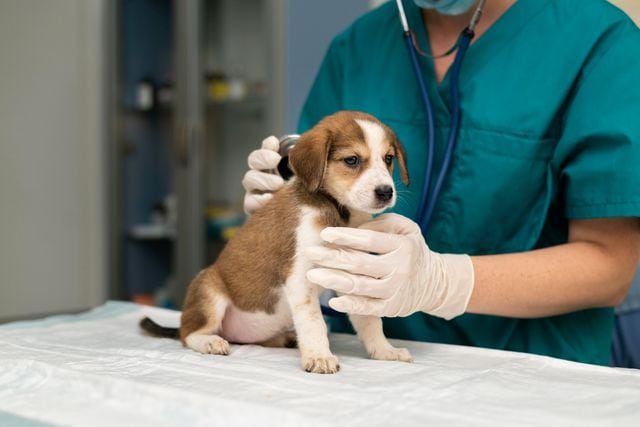 veterinaria perro seguro vida médico salud mascotas veterinario