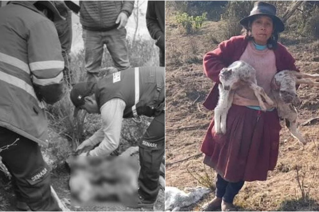 Encuentran a 33 ovejas muertas con el cráneo perforado y sin ojos
