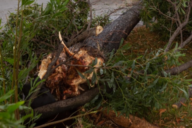 Adulto mayor murió después de ser aplastado por un árbol en Tucapel