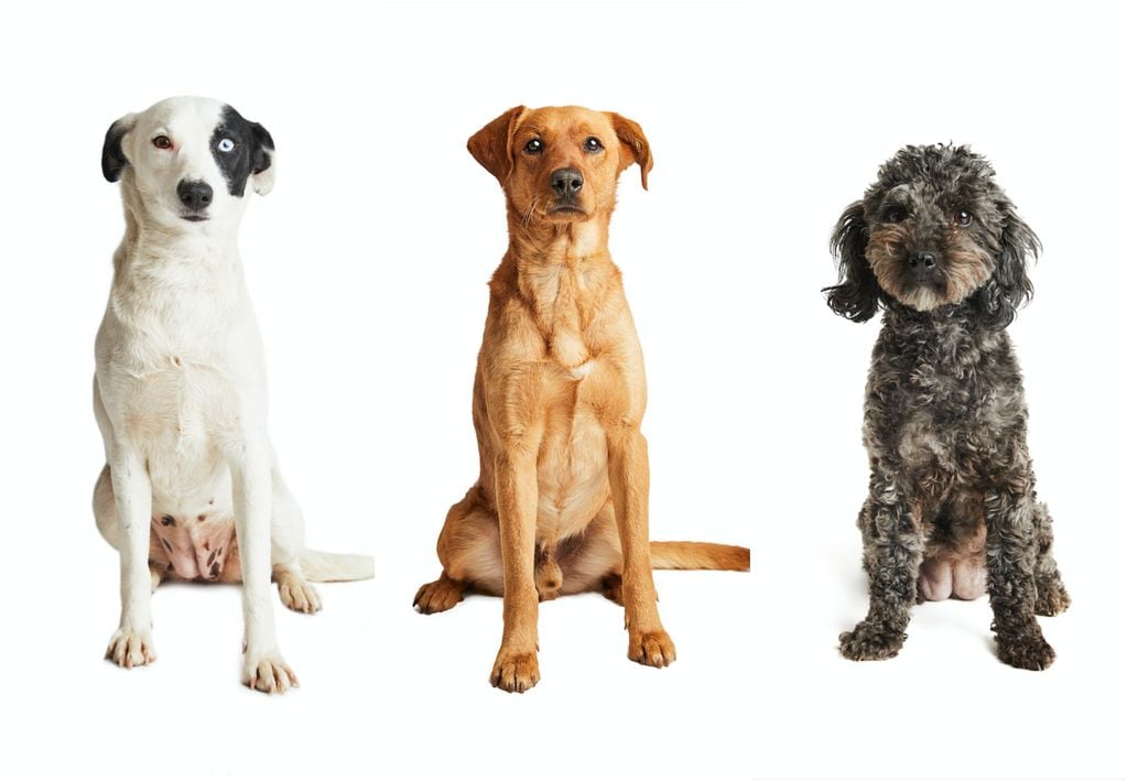 Perrito de reconocida marca de zapatos posa junto a canes que serán dados en adopción en evento
