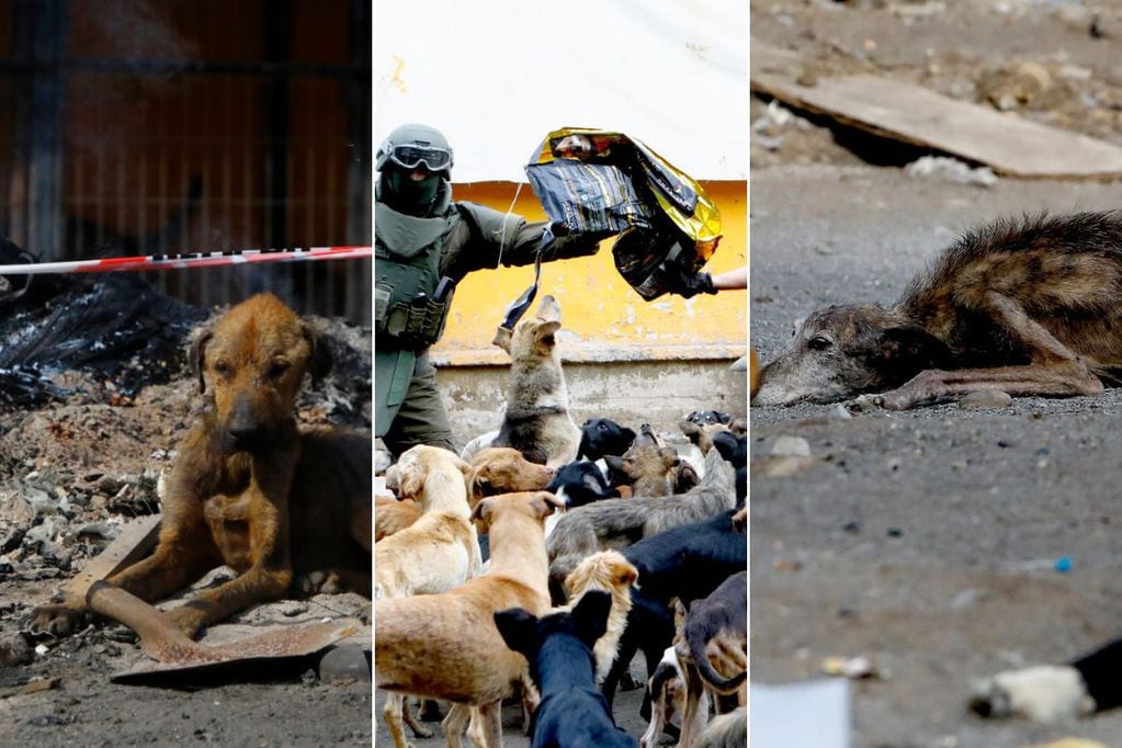 El "refugio" tenía 110 perros y algunos gatos en deplorable estado y al borde de la muerte.
