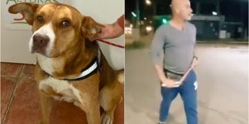 Perrito maltratado en Villa Alemana está sano y salvo y pronto será adoptado