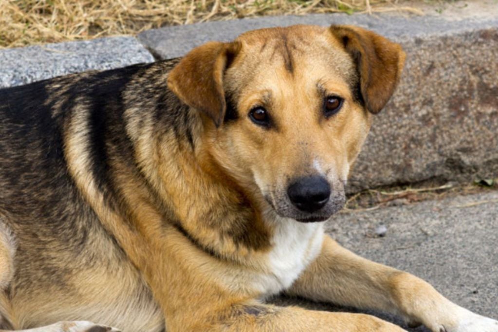 Un perro comunitario recibió radioterapia en un hospital en Valdivia (Foto referencial)