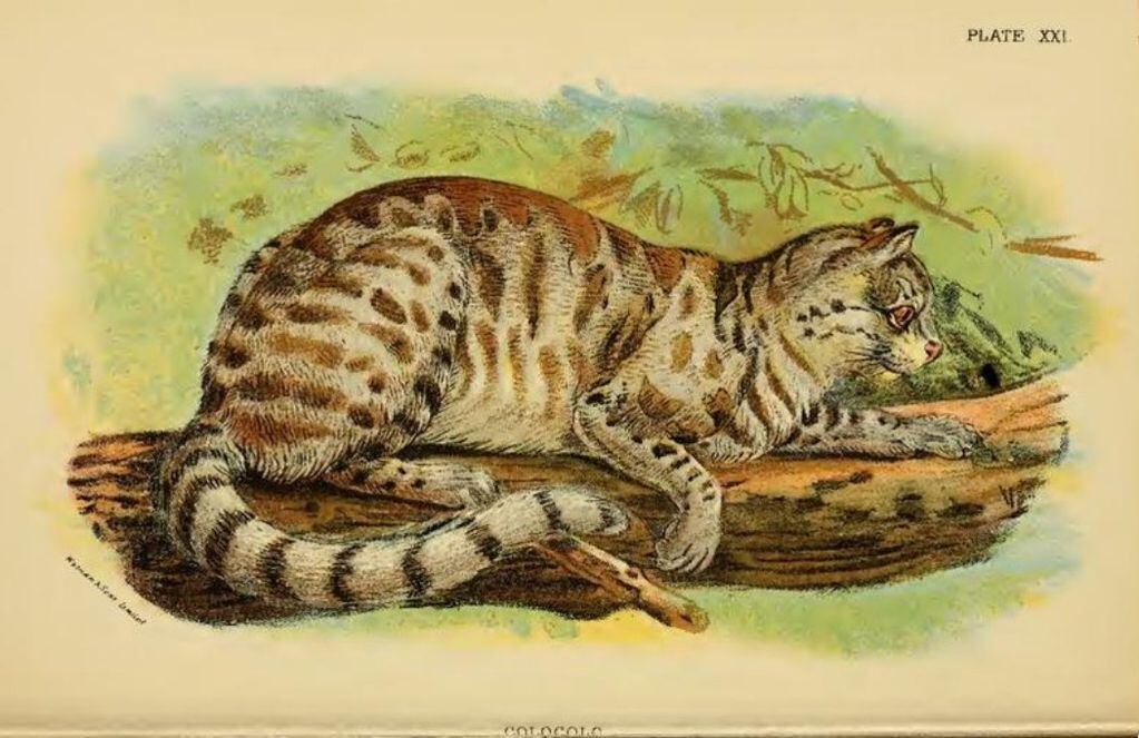 Dibujo del gato colocolo de fines del siglo XIX. ILUSTRACIÓN: Richard Lydekker