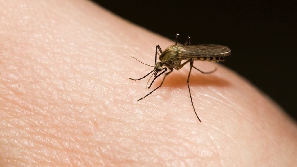 5 motivos de por qué los mosquitos pican sin gran disimulo a algunas personas más que a otras. Foto: referencial.